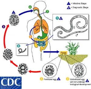 Gambar 2.4. Siklus Hidup Ascaris lumbricoides Sumber : http://www.dpd.cdc.gov/dpdx/html/Ascariasis.html 