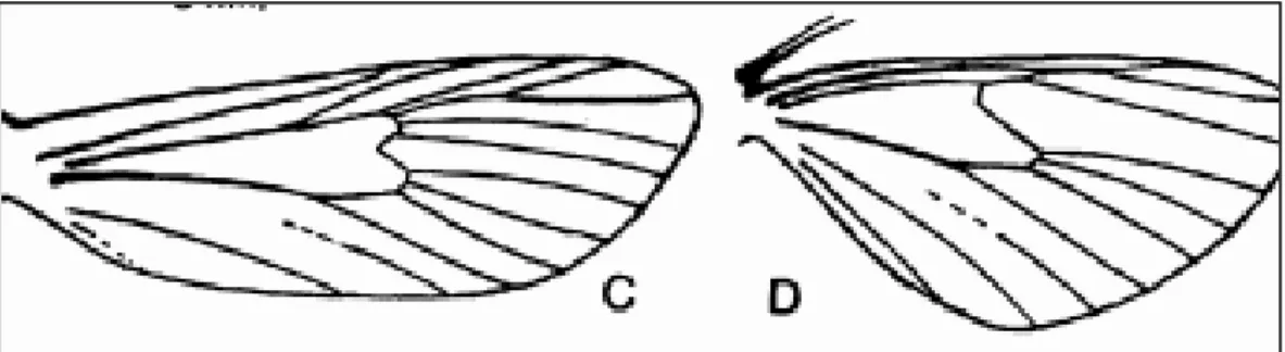 Gambar 4. venasi sayap depan (C) dan sayap belakang (D) (Arora, 2000).  Banyaknya  spesies  penggerek 