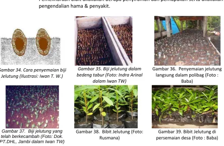 Gambar   35. Biji jelutung dalam 