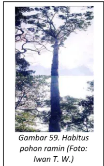 Gambar 59. Habitus 