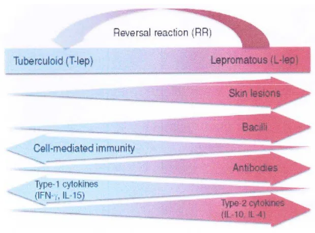 Gambar 2.1  Karakteristik klinis dan spektrum imunologi kusta 