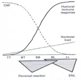 Gambar 2.2   Spektrum reaksi kusta RR dan ENL 