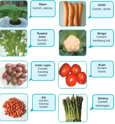 Gambar 4.2  Pengelompokan tanaman sayuran