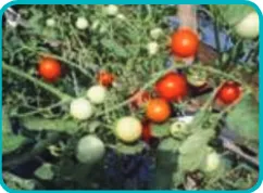 Gambar 4.3(Sumber: Dokumen Kemdikbud) Tanaman tomat