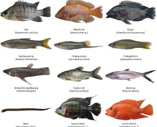 Gambar 3. Beberapa jenis ikan yang tertangkap di Danau Beratan 