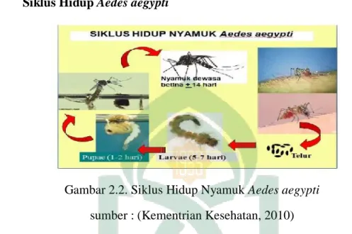 Gambar 2.2. Siklus Hidup Nyamuk Aedes aegypti   sumber : (Kementrian Kesehatan, 2010) 
