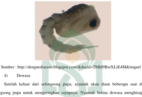Gambar 2.5. Pupa Aedes aegypti 