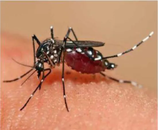 Gambar 2.6. Nyamuk Dewasa Aedes aegypti  Sumber : (Saadilah Mursid, 2016)  4.  Bionomik Nyamuk Aedes aegypti 