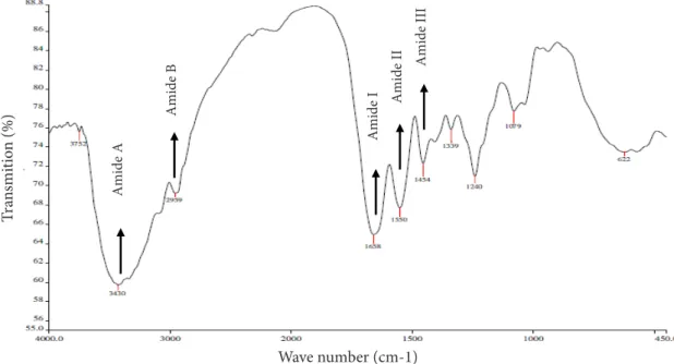 Figure 4 Spectra of FTIR catfish swim bledders collagen soluble in the enzyme papain.