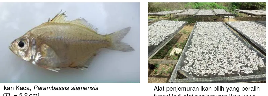 Gambar 2. Ikan kaca, Parambassis siamensis di Danau Toba.Figure 1. Glass fish, Parambassis siamensis in Lake Toba.