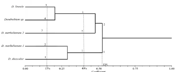Gambar  5.  Dendrogram  5  jenis  anggrek  endemik  Papua  hasil  analisis  klaster  pola  pita  DNA dengan metode UPGMA menggunakan 5 primer acak
