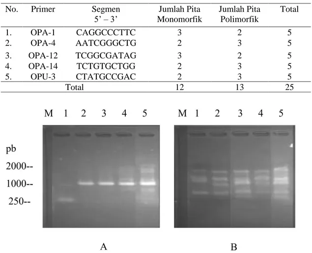 Tabel 5. Jenis primer RAPD dan jumlah pita DNA hasil amplifikasi dari 5 jenis anggrek  endemik Papua