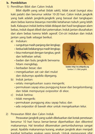Gambar 3.11. Bibit jangkrik.