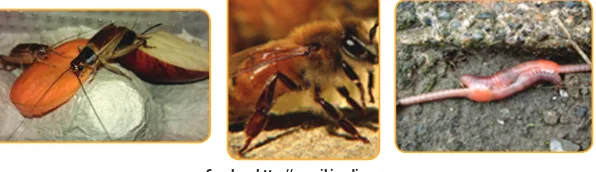 Gambar 3.5. Jangkrik, ratu lebah, dan cacing tanah 