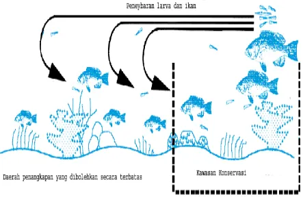 Gambar. 9  Prinsip Spill over dari KKL (dimodifkasi dari White,2000) 