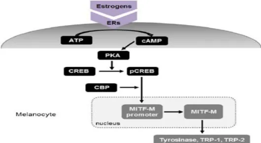 Gambar 2.1. Mekanisme peranan estrogen  yang menginduksi melanogenesis pada melasma. 
