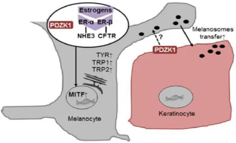 Gambar 2.2. Peran PDZ domain protein kidney 1(PDZK1) pada melasma.  