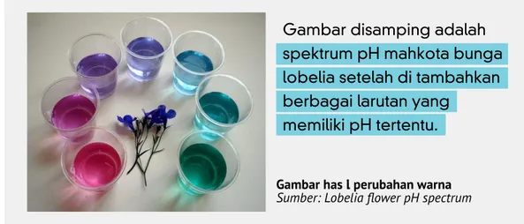 Gambar disamping adalah  spektrum pH mahkota bunga  lobelia setelah di tambahkan  berbagai larutan yang 