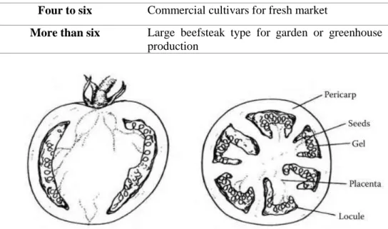 Figure 2.1 Tomato fruit showing two locules (left-hand size) and multiple  locules (right-hand size)