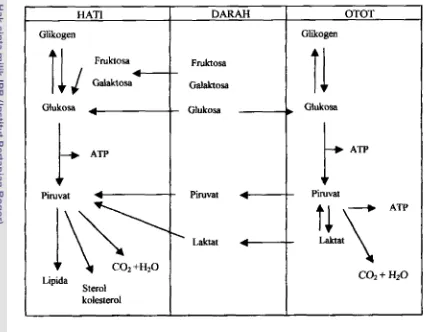Gambar 3. Gambaran umum metabolisme karbohidrat : hubungan antara hati, 
