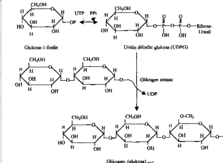 Gambar 4 menyajikan lintasan pembentukan uri&n difosfat dari UDP- 