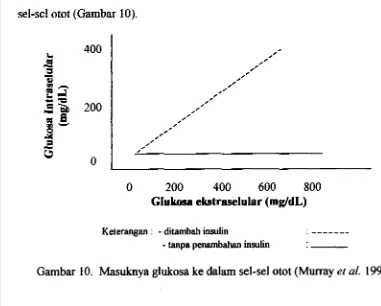 Gambar 10. Masuknya glukosa ke &lam sel-sel otot (Murray et al. 1997). 
