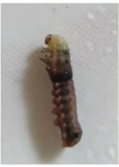 Gambar 1. Larva S. litura mati akibat Heterothabditis  spp. 