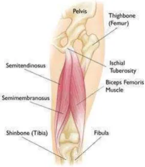 Gambar 2.1 : Anatomi otot hamstring Sumber: (Stephen et al, 2006) 