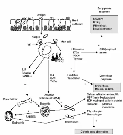 Gambar 2.1. Patogenesis rinitis alergi 