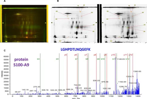 Figure 1. Difference gel electrophoresis (DIGE). (A) Analytical DIGE gel, where protein samples were labeled with ﬂuorescent cyanine dyes