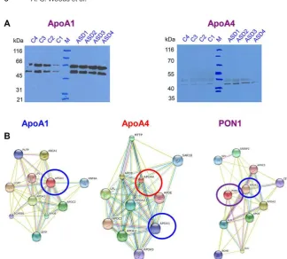 Figure 3. (A) Validation of the LCMS/MSdata (shown in Fig. 2) by WB using anti-ApoA1 and anti-ApoA4 Ab