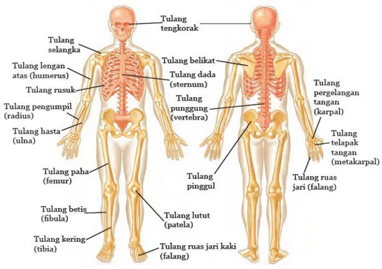 Gambar 2.1 Anatomi tulang 