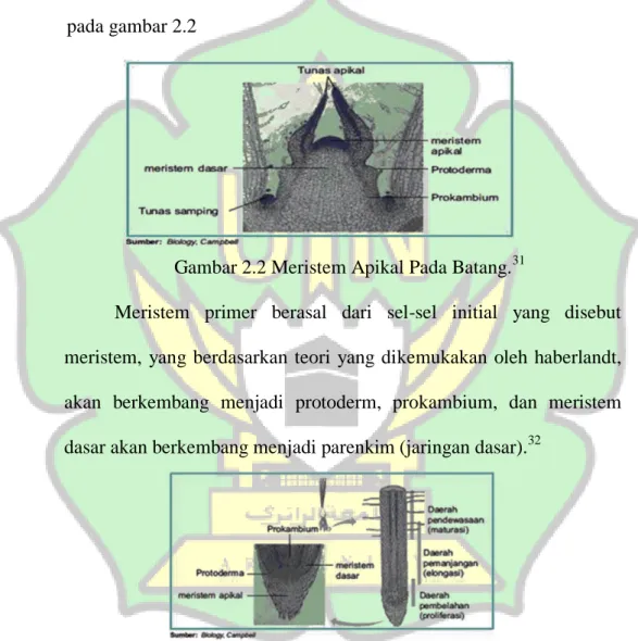 Gambar 2.2 Meristem Apikal Pada Batang. 31