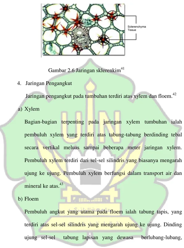 Gambar 2.6 Jaringan sklerenkim 41 4.  Jaringan Pengangkut 