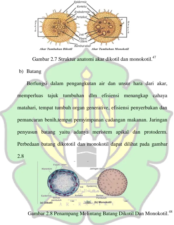 Gambar 2.8 Penampang Melintang Batang Dikotil Dan Monokotil. 48