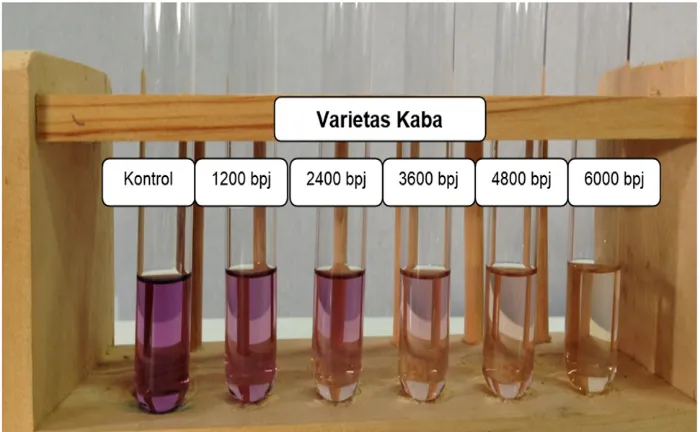 Figure 4. The Results of Qualitative Testing of Antioxidant Power Using DPPH Method of Methanol Extract of Soybean of Ijen variety
