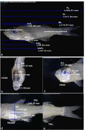 Gambar 3 Morfologi individu 1 larva ikan famili Ambassidae. a. Seluruh tubuh (perbesaran 23.1x), b