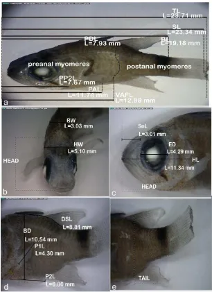 Gambar 5 Morfologi individu 7 larva ikan famili Apogonidae. a. Seluruh tubuh (perbesaran 20.5x), b