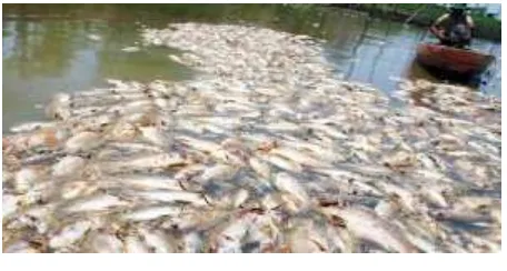 Gambar 1. Kondisi ikan yang mati (Sumber : Indonesia Maritime Institute’s Picture)