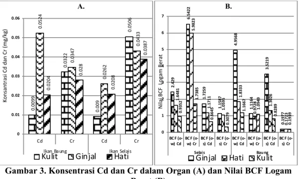 Gambar 3. Konsentrasi Cd dan Cr dalam Organ (A) dan Nilai BCF Logam     Berat (B) 
