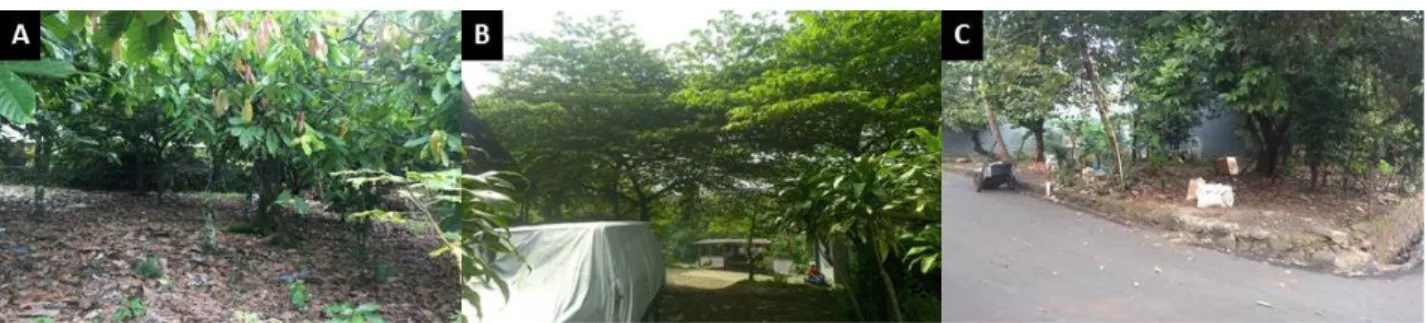 Gambar 2. Gambaran pekarangan rumah di tiga wilayah penelitian. (A) Kecamatan Siantar Sitalasari, (B)  Kecamatan Cibadak, (C) Kecamatan Ciracas 