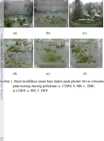 Gambar 1. Hasil modifikasi unsur hara makro pada planlet Stevia rebaudiana 