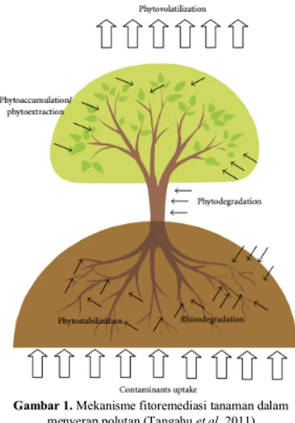 Gambar 1. Mekanisme fitoremediasi tanaman dalam 