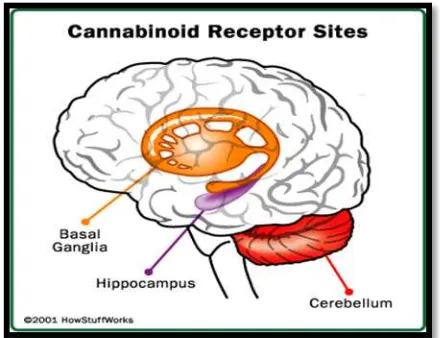 Gambar 5. Lokasi reseptor cannabinoid di otak.12 