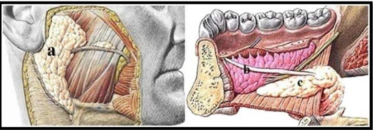 Gambar 9.  Letak anatomi kelenjar saliva mayor. A, kelenjar saliva parotid.  