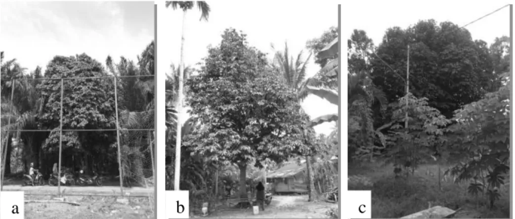 Gambar 3. Bentuk kanopi pohon rambai: (a) oblong, (b) segitiga, (c) setengah lingkaran 