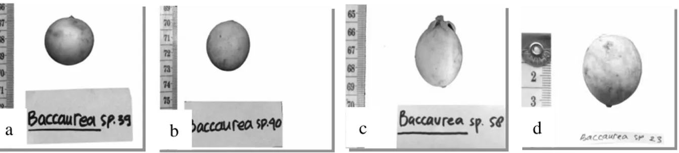 Gambar 9. Bentuk buah: (a) bulat, (b) oblong, (c) runcing, (d) meruncing 
