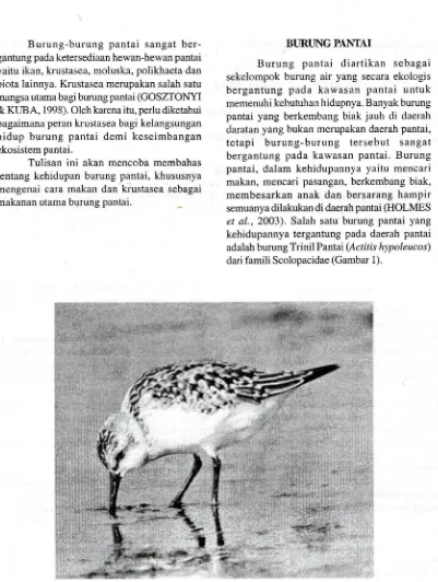 Gambar l. Burung Trinil Pantai (Actitis hypoleucos), salah satu jenis burung pantai yang sedangmencari makan di daerah pantai (CROBY,2001).
