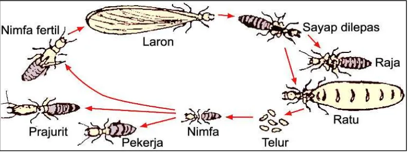 Gambar 3. Siklus hidup rayap 