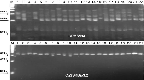 Gambar 1.  Contoh pola pita dua marka SSR (GPMS194 dan CaSSRBio3.2) pada produk PCR DNA genomik 20 varietas cabai  lokal  dan  2  VUB  pembanding  dengan  elektroforesis  pada gel poliakrilamida 6%
